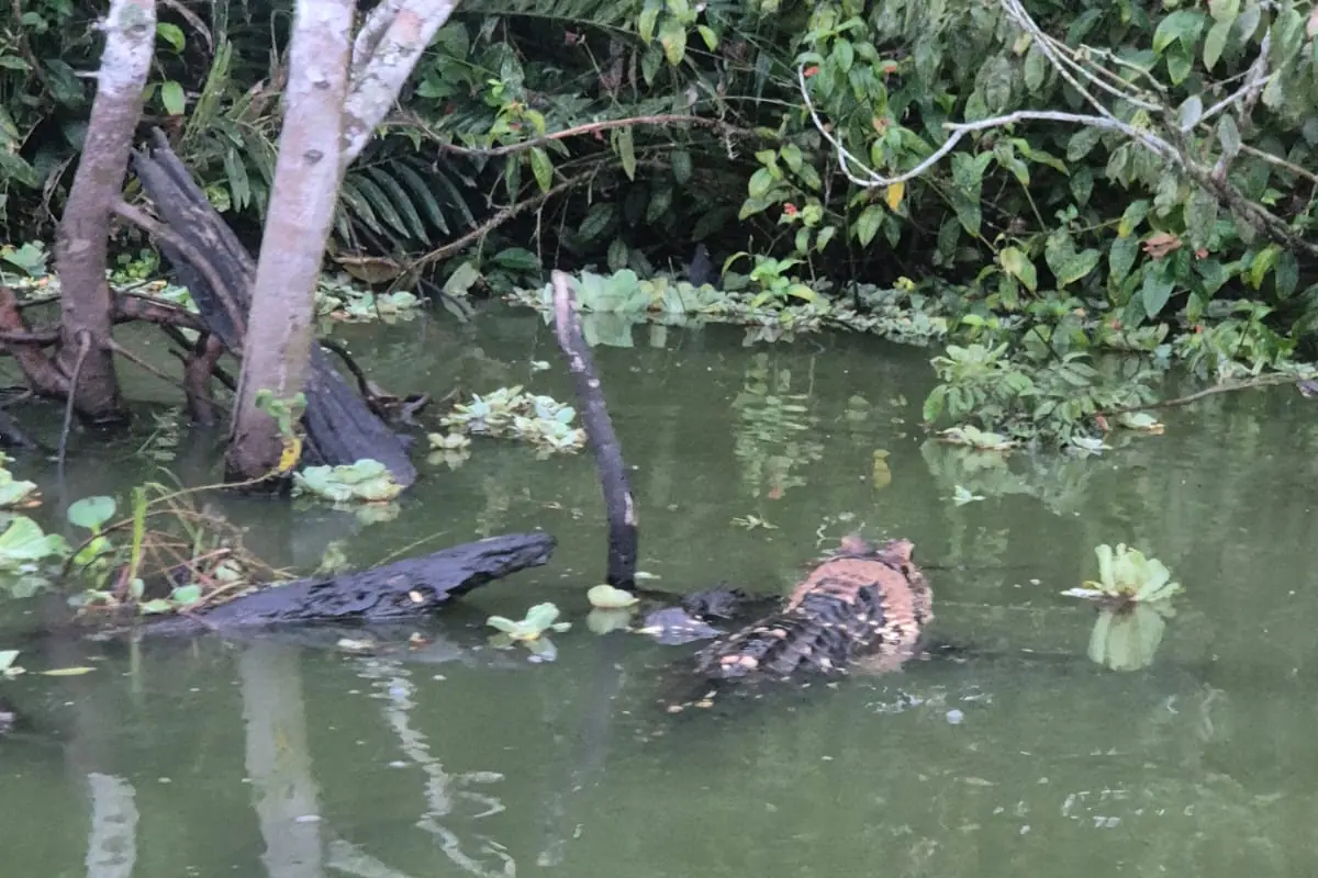 Caimán negro descansando en la orilla de una laguna amazónica